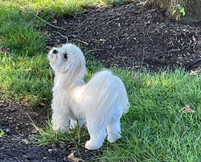 White dog