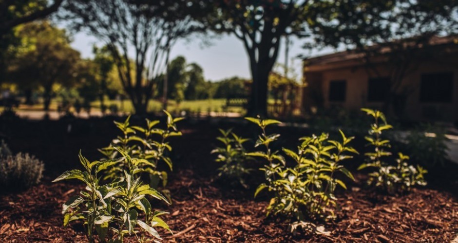 Generous Texans make social distancing garden parties possible for residents during pandemic