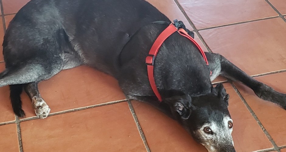 Pet therapy: a prescription for well-being at the Marley House